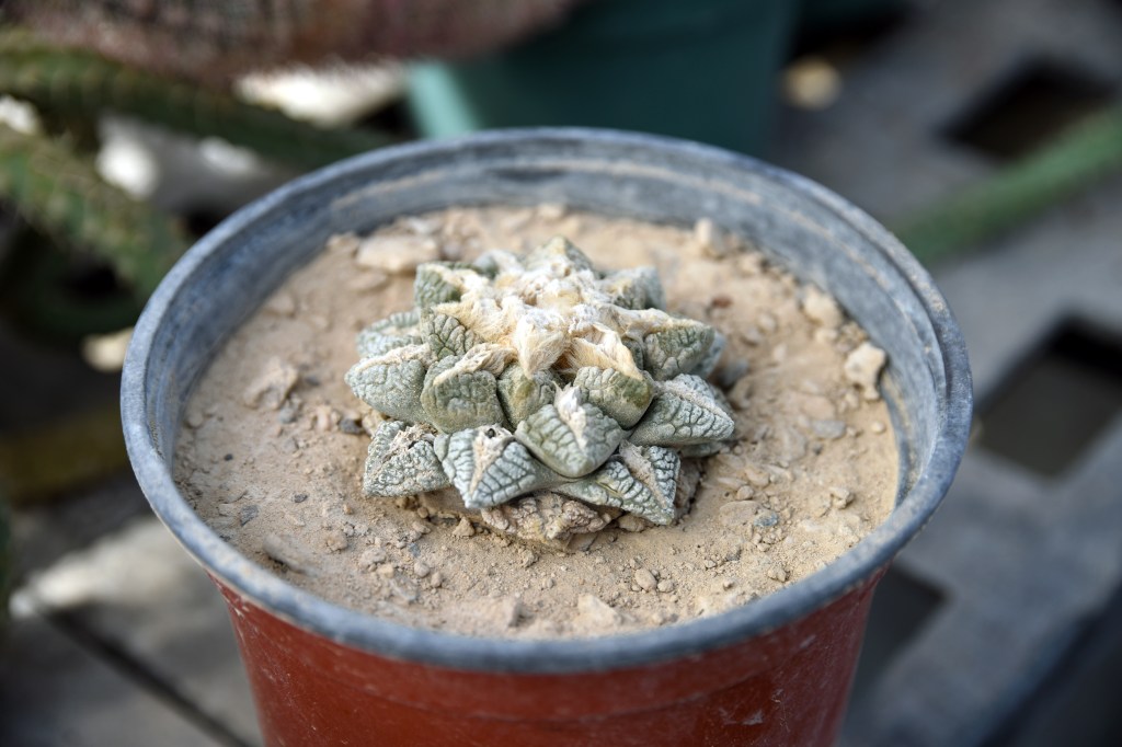 A living rock cactus in a pot.