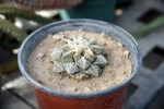 A living rock cactus in a pot.